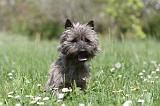 CAIRN TERRIER 187